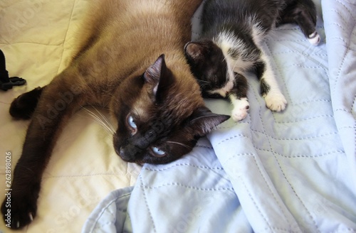 cats in bed