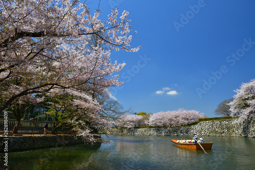 桜を見物する観光船