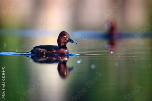 Swimming duck. Nature water background. Bird: Ferruginous Duck. Aythya nyroca. photo