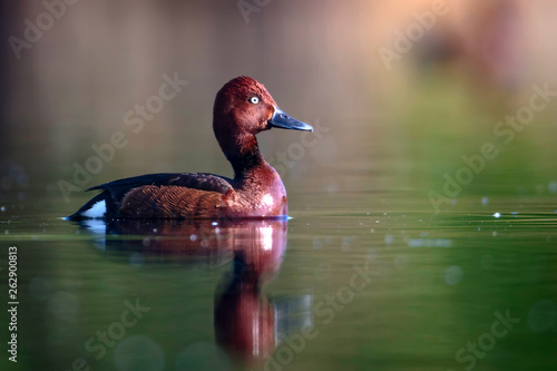 Swimming duck. Nature water background. Bird: Ferruginous Duck. Aythya nyroca. photo