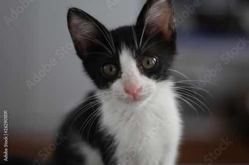portrait of a cat