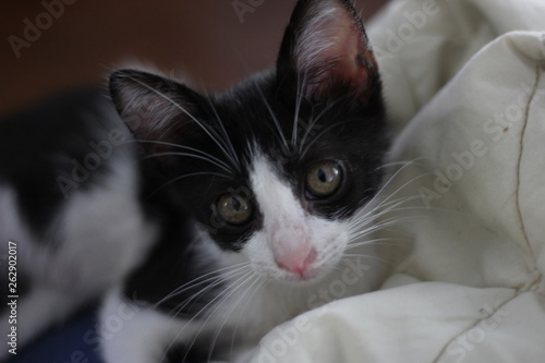 portrait of a baby cat