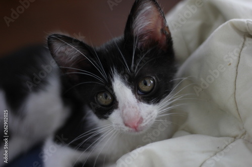 portrait of a baby cat