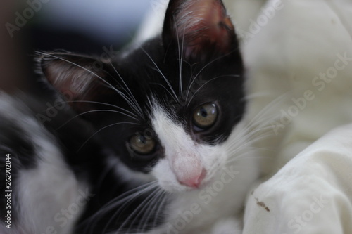 portrait of a baby cat