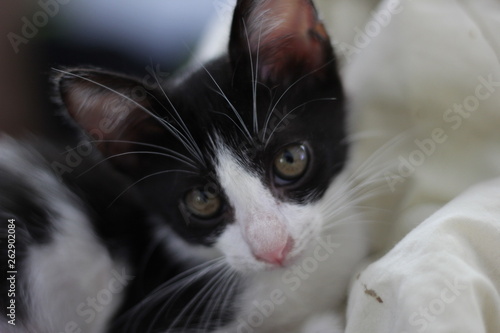 portrait of a baby cat