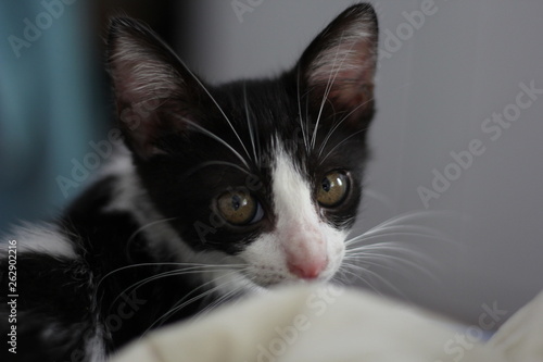 portrait of a baby cat
