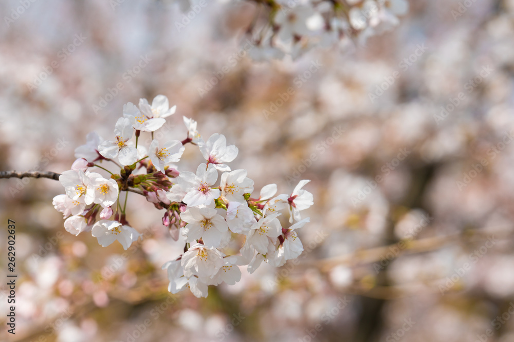 Cherry blossom in spring for background or copy space for text Cherry blossom in spring for background or copy space for text