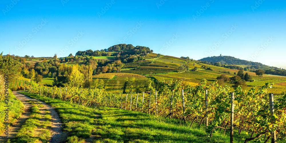 Fototapeta premium Weinberg im Abendlicht 