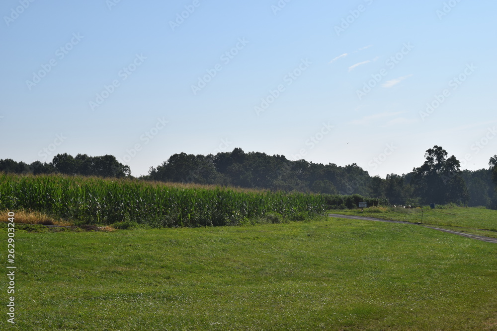 Fototapeta premium Green field