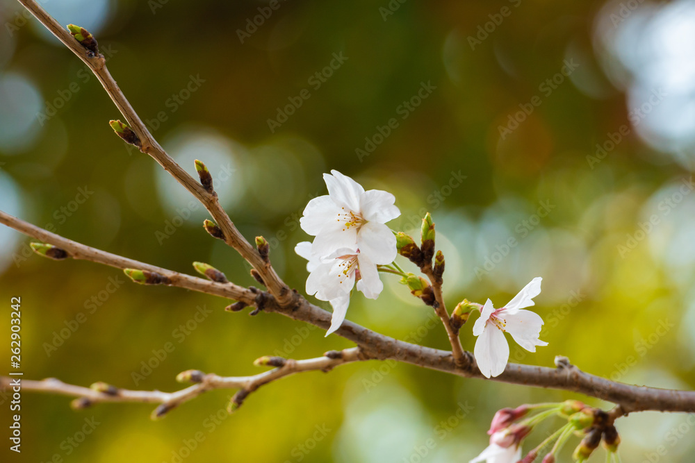 Cherry blossom in spring for background or copy space for text Cherry blossom in spring for background or copy space for text
