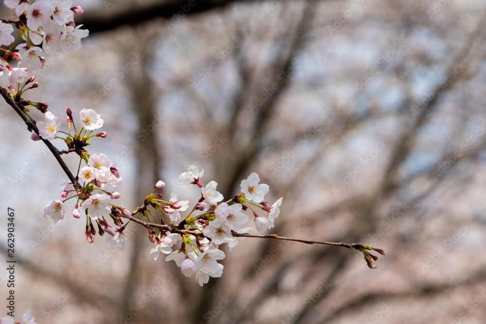 Cherry blossom in spring for background or copy space for text