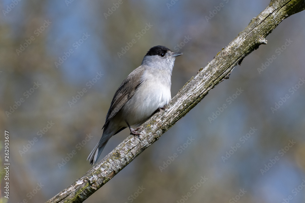 Eurasian blackcap bird (Sylvia atricapilla) Eurasian blackcap bird (Sylvia atricapilla)