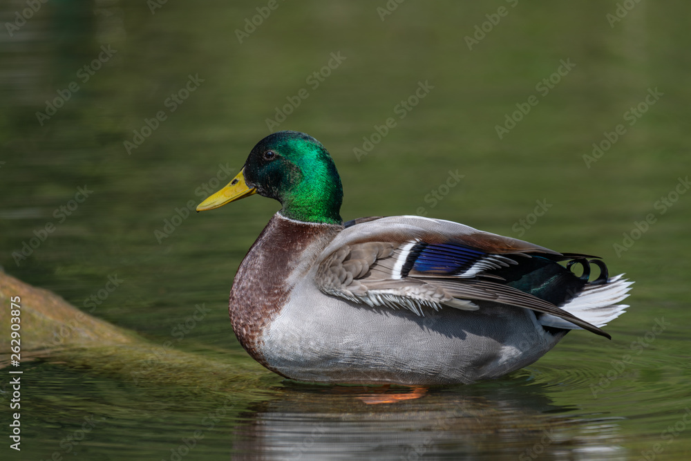 Fototapeta premium Mallard Duck (Anas platyrhynchos)