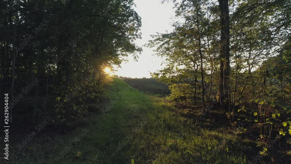 Drone shot flying out from forest edge at sunset. Agriculture field and trees Drone shot flying out from forest edge at sunset. Agriculture field and trees