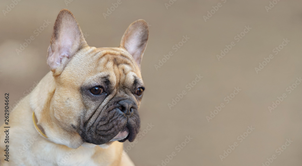 French bulldog portrait while being walked