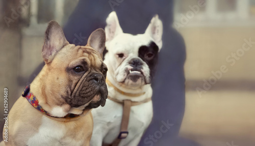 Two French bulldog friends sitting on the bench