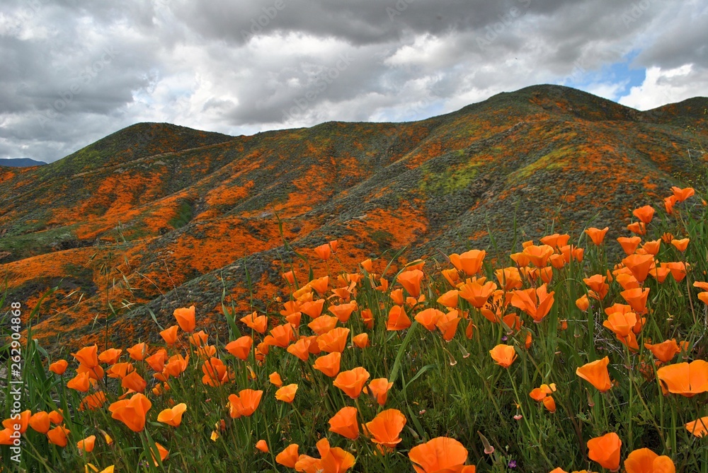 California Golden Poppies