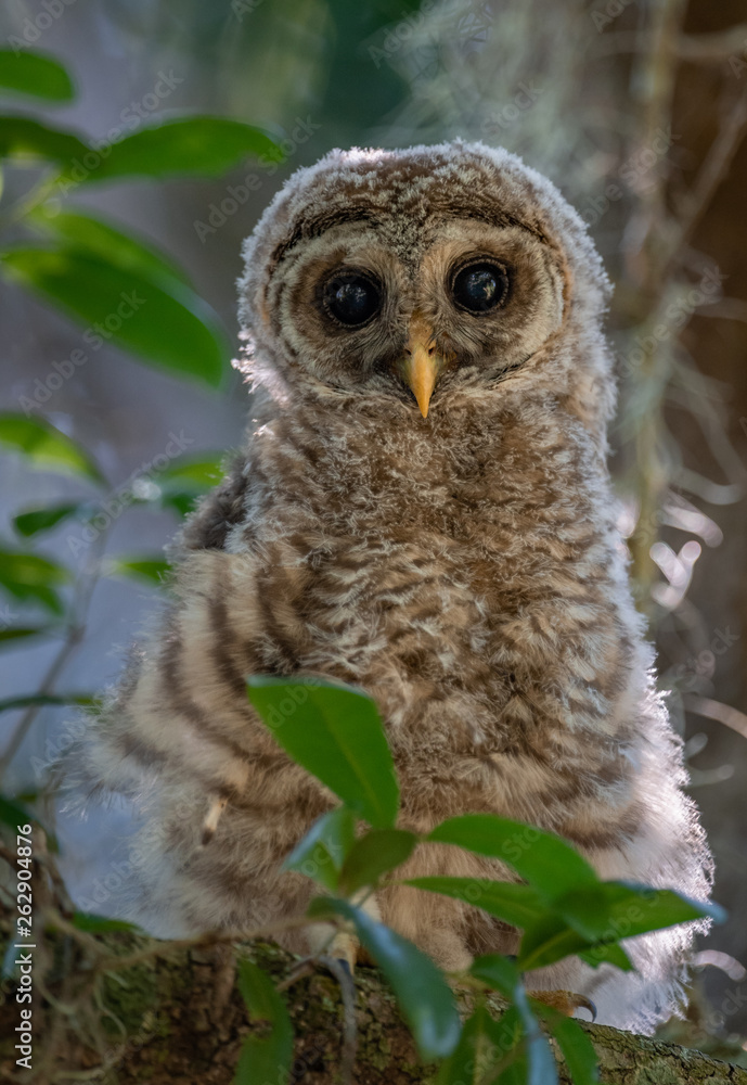 Obraz premium Barred owlet 