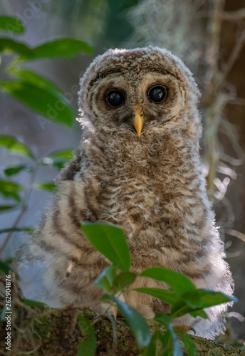 Barred owlet 