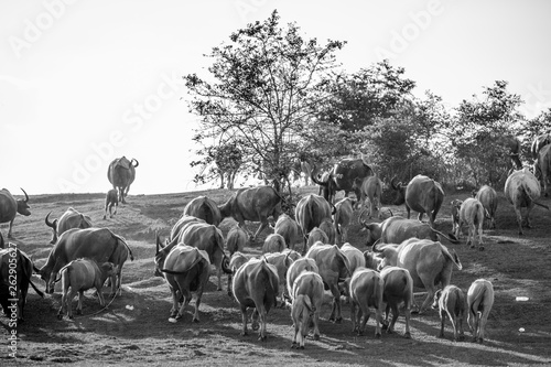 The black and white background of animals (buffalo herds) that walk, run in the fields, are blurred by movement, live together in groups and use for agriculture, rice farming in Thailand.