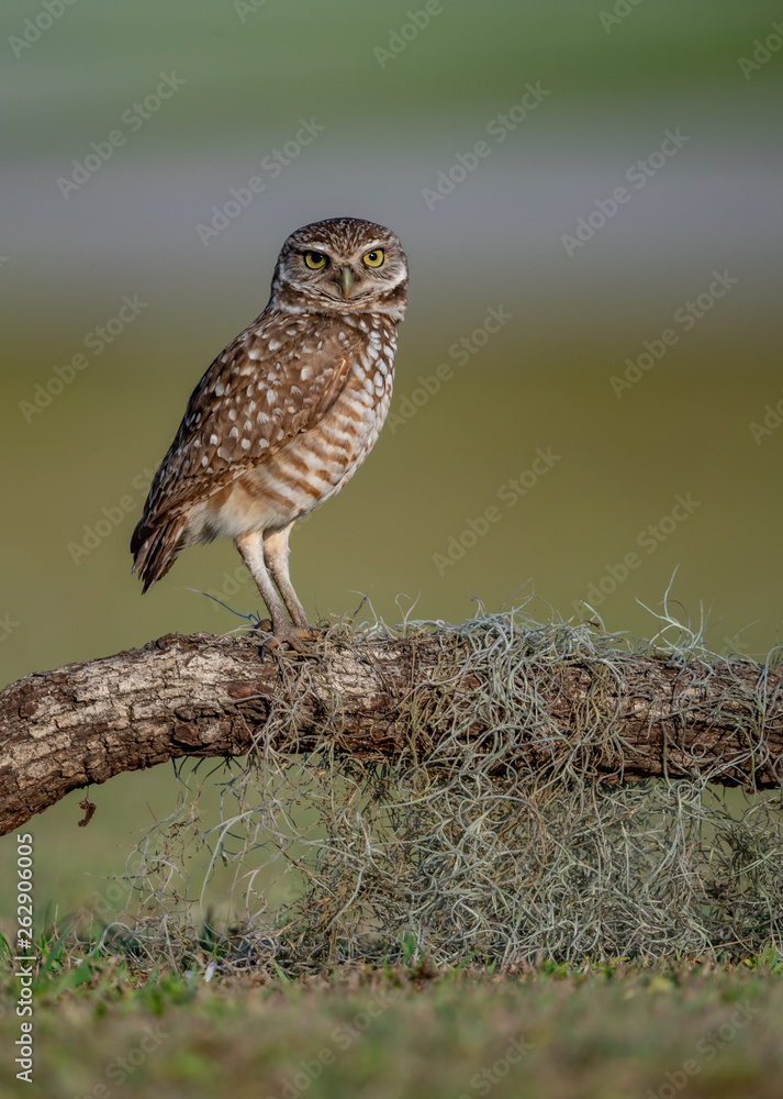 Fototapeta premium Burrowing Owl in Florida 