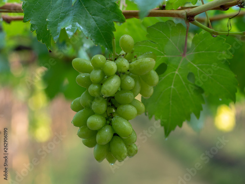 Wallpaper Mural Vine and bunch of green grapes at a vineyard. clusters of green grapes on a branch  Torontodigital.ca