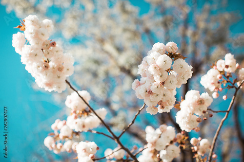 Beautiful cherry blossom or sakura background.