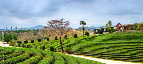 Fototapeta Tea Plantation
