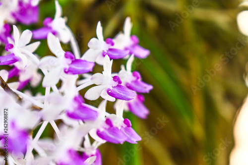  Purple orchid © Sakee
