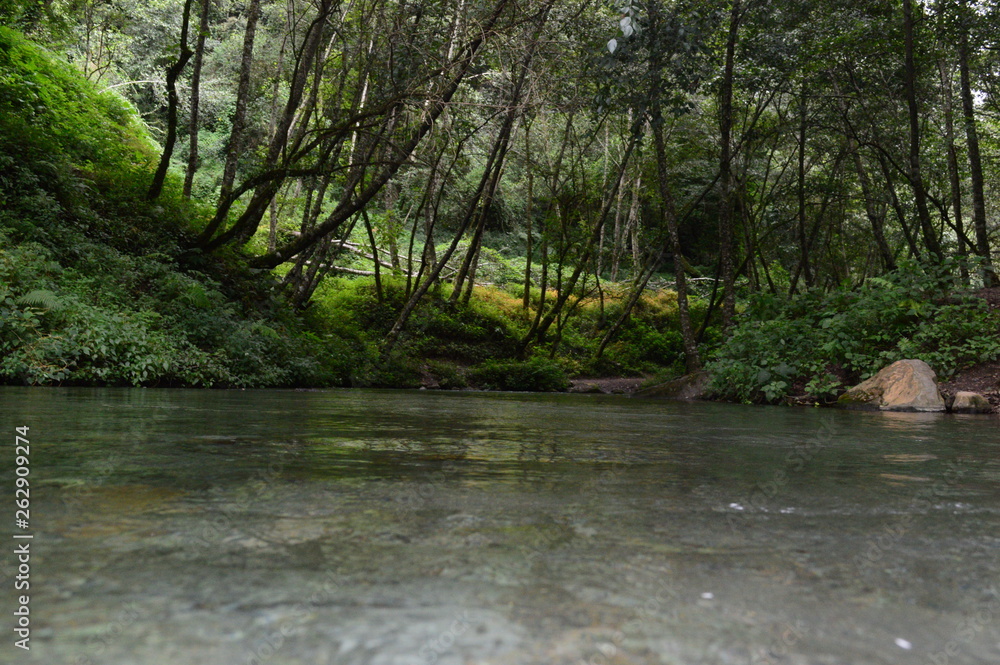Tree River Tree River
