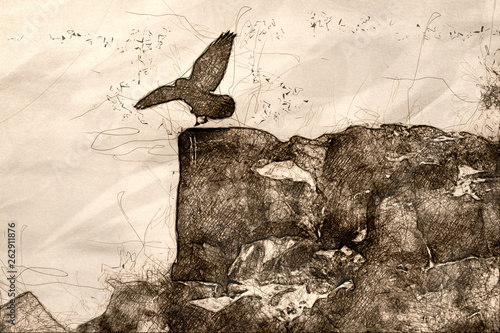 Sketch of a Common Black Raven Landing on the Rocky Canyon Ledge