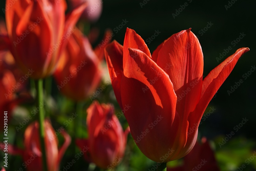 Full blossoming tulip flower of Orange Emperor hybrid kind, also called Fosteriana, sunbathing in afternoon spring sunshine. Full blossoming tulip flower of Orange Emperor hybrid kind, also called Fosteriana, sunbathing in afternoon spring sunshine.
