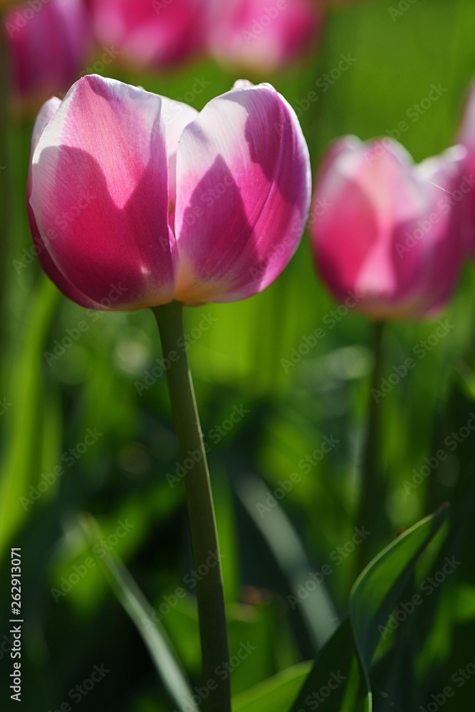 Two tulips of Ollioules hybrid, also called Darwin Hybrid Tulip, with rose-red to white colour in afternoon sunshine. Two tulips of Ollioules hybrid, also called Darwin Hybrid Tulip, with rose-red to white colour in afternoon sunshine.