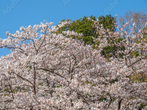 公園の桜の木々