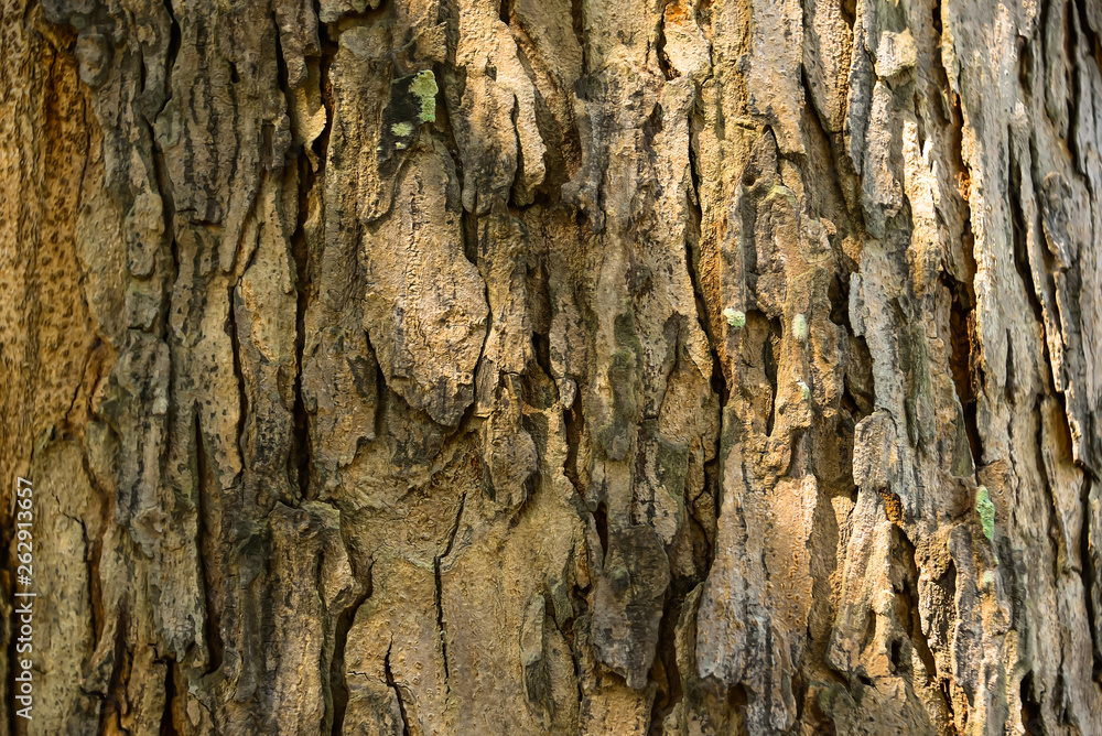 The bark of the tree has beautiful patterns. The bark of the tree has beautiful patterns.