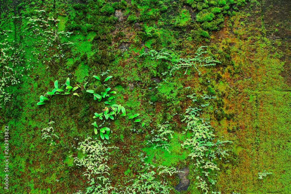 Lichens occur in wall Lichens occur in wall