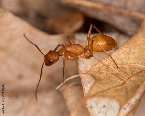 Macro photograph of a Camponotus (Carpenter) ant crawling on leaf © JJ Gouin