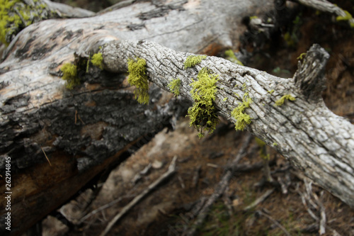 Moss on North Side of Dead Tree - Yellowstone National Park - Wyoming
