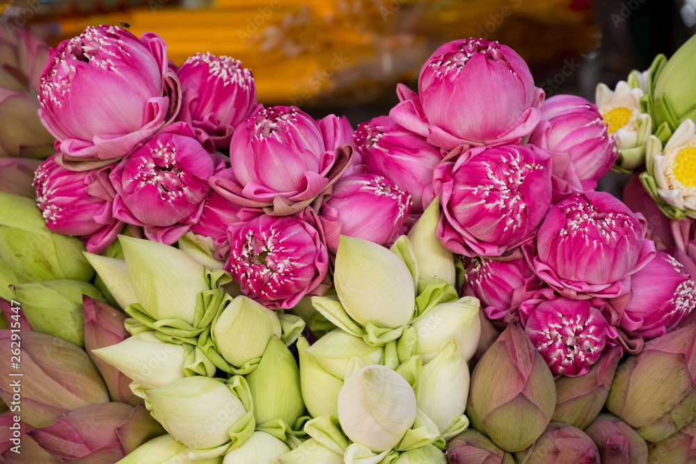 lotus flowers background lotus flowers background