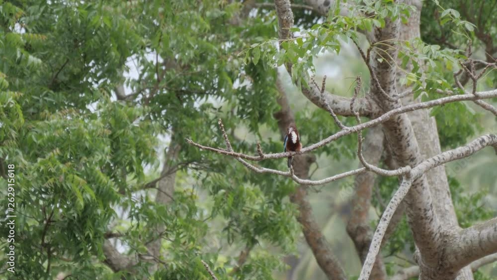 White-breasted Kingfisher in Sri Lanka White-breasted Kingfisher in Sri Lanka