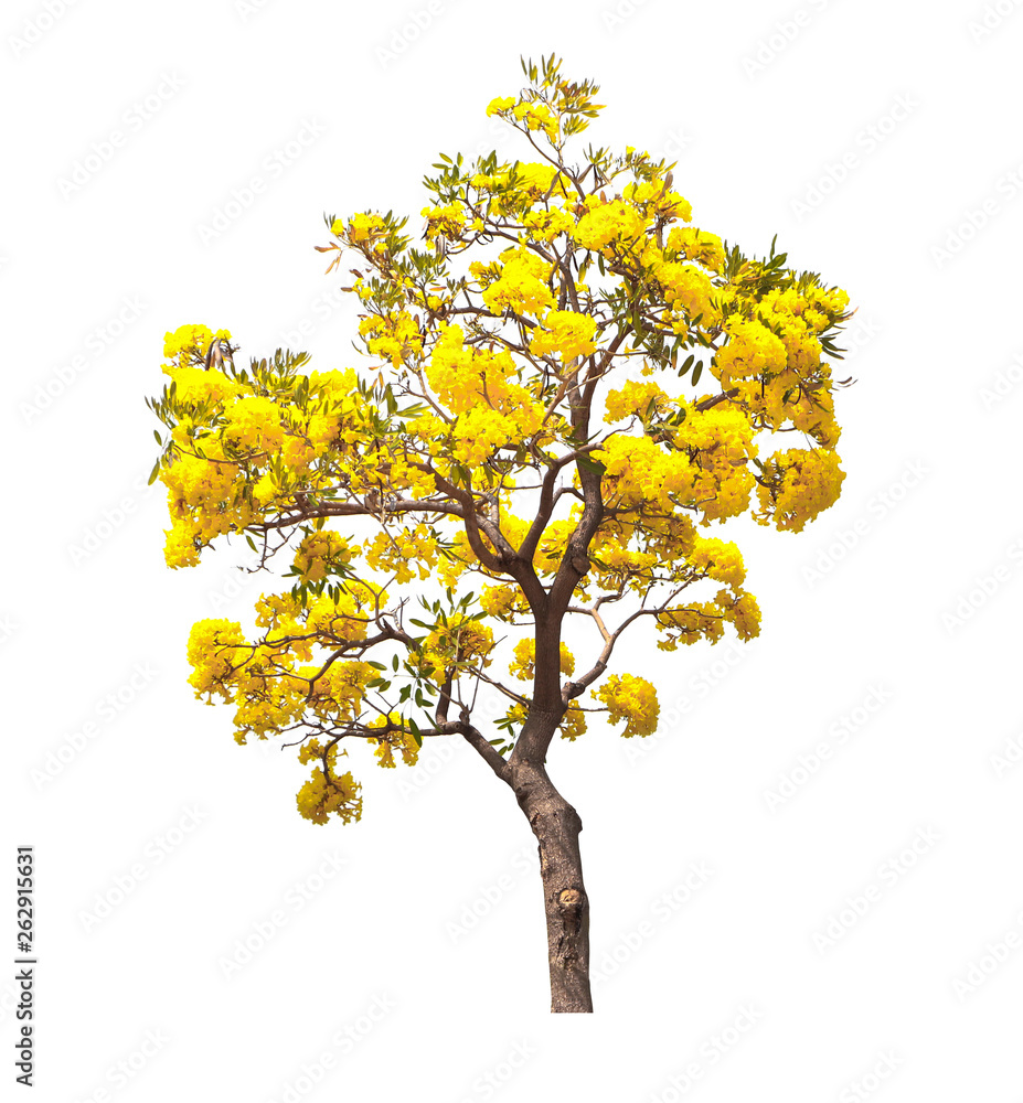 Golden yellow flower blossom tree , tabebuia tree isolatedon white background . Golden yellow flower blossom tree , tabebuia tree isolatedon white background .