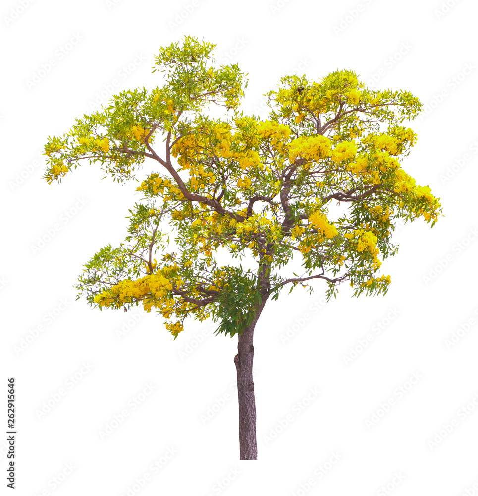 Golden yellow flower blossom tree , tabebuia tree isolatedon white background . Golden yellow flower blossom tree , tabebuia tree isolatedon white background .