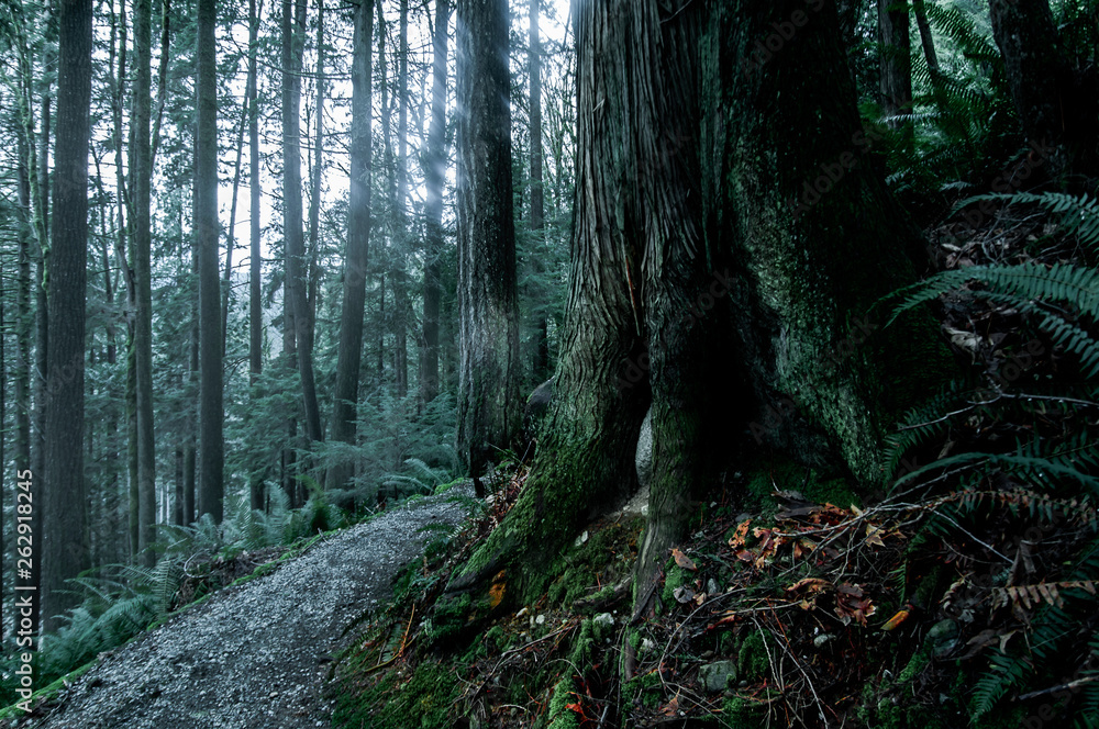 Obraz premium Dreamland trail