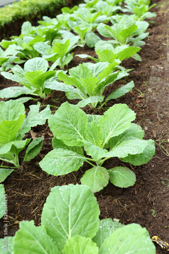 organic farm vegetable organic farm vegetable