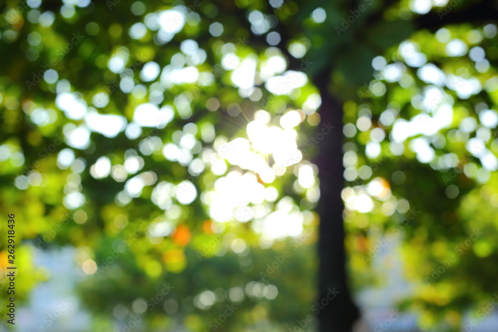 sun light through green tree in summer morning, image blur background Stock  Photo | Adobe Stock