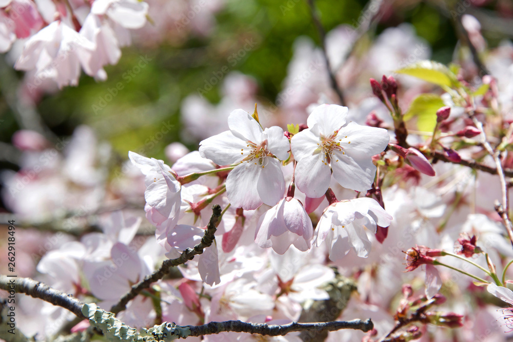 Cherry blossoms on cherry tree blowing in the wind. Cherry blossom is a flower of several trees of genus Prunus, particularly the Japanese cherry, Prunus serrulata, called sakura Cherry blossoms on cherry tree blowing in the wind. Cherry blossom is a flower of several trees of genus Prunus, particularly the Japanese cherry, Prunus serrulata, called sakura