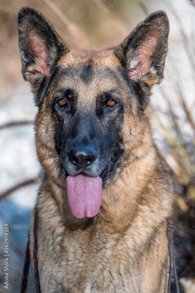 German Shepherd Dog Looking Alert for a Portrait