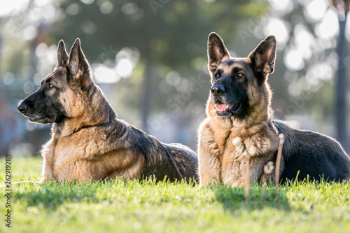 Photography Two German Shepherd Dogs Looking Alert for a Portrait.
