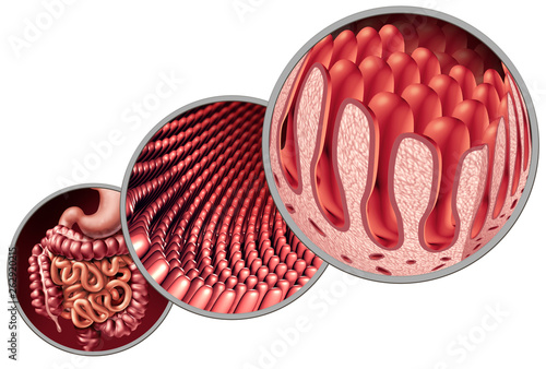 Intestinal Villi photo