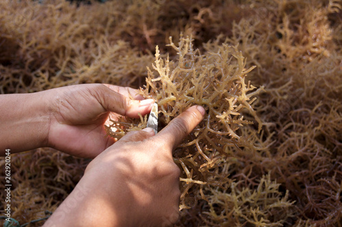 Eucheuma denticulatum, a kind of a red algae - seaweed  photo